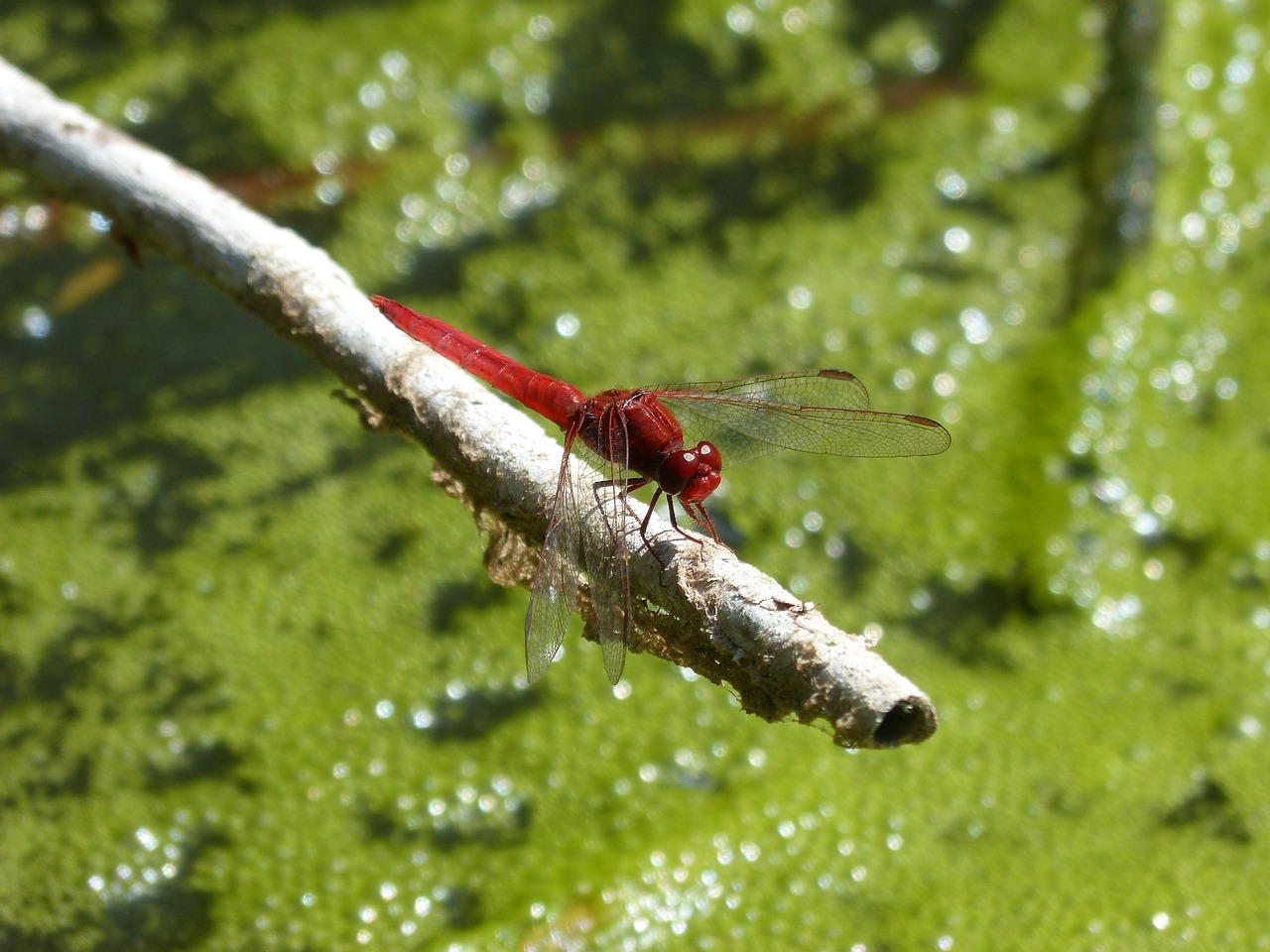 dragonfly red dragonfly american cane free photo