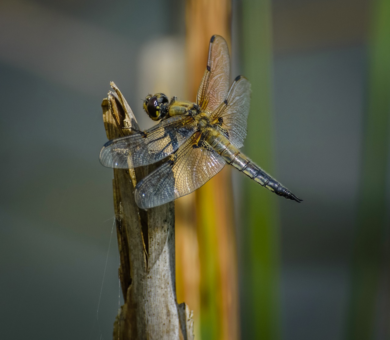 dragonfly odonata fauna free photo