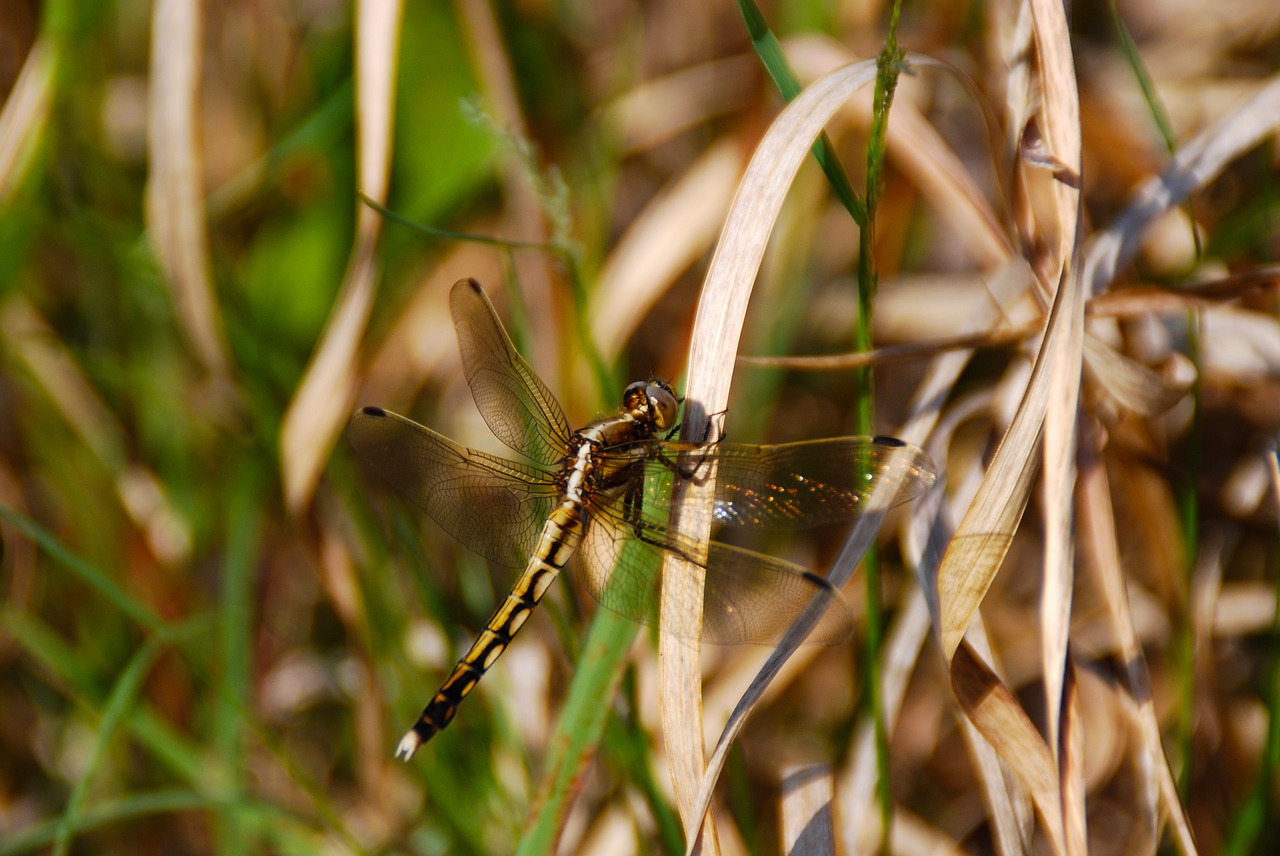 dragonfly insect bug free photo