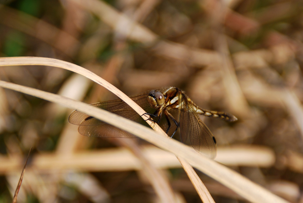 dragonfly insect bug free photo