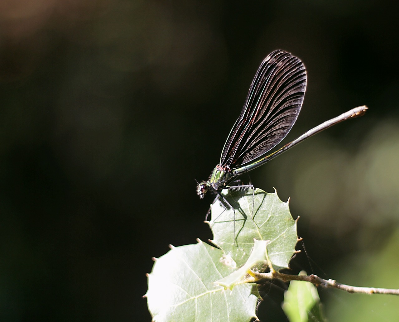 dragonfly blue nature free photo