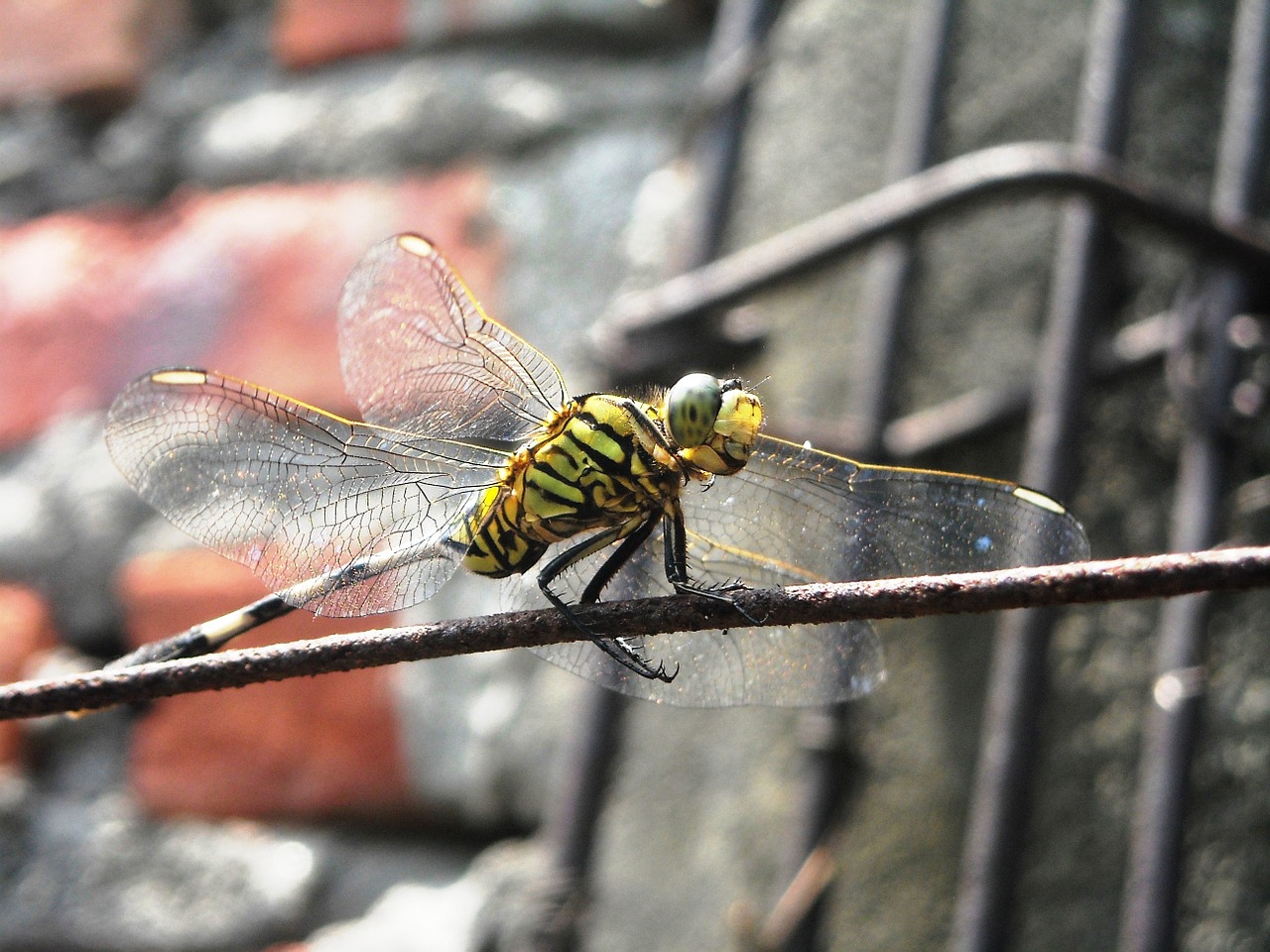 dragonfly green black free photo