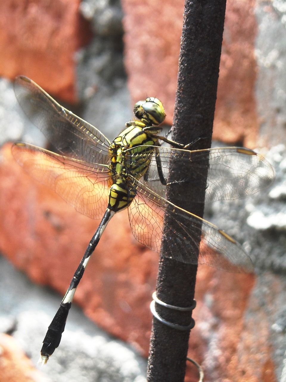 dragonfly green black free photo