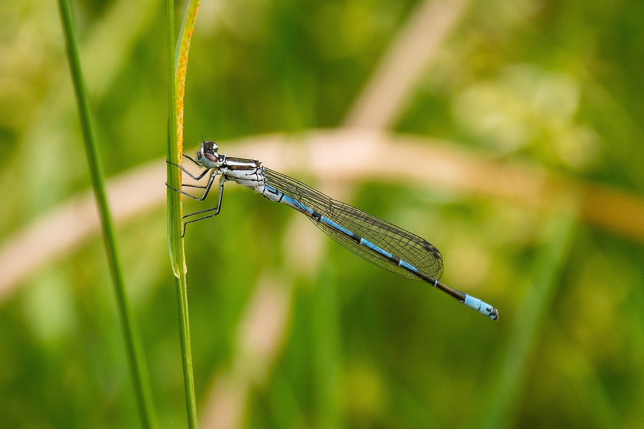 dragonfly grass insect free photo