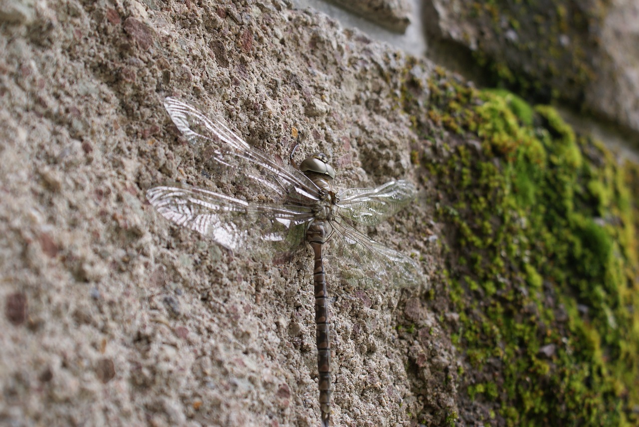 dragonfly nature insect free photo