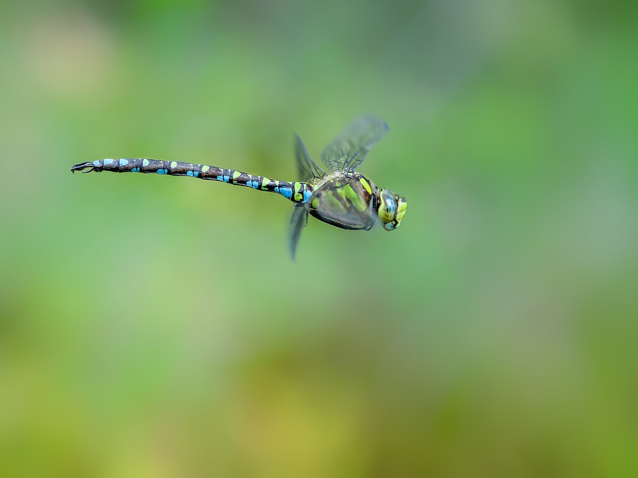 dragonfly hawker blue green free photo