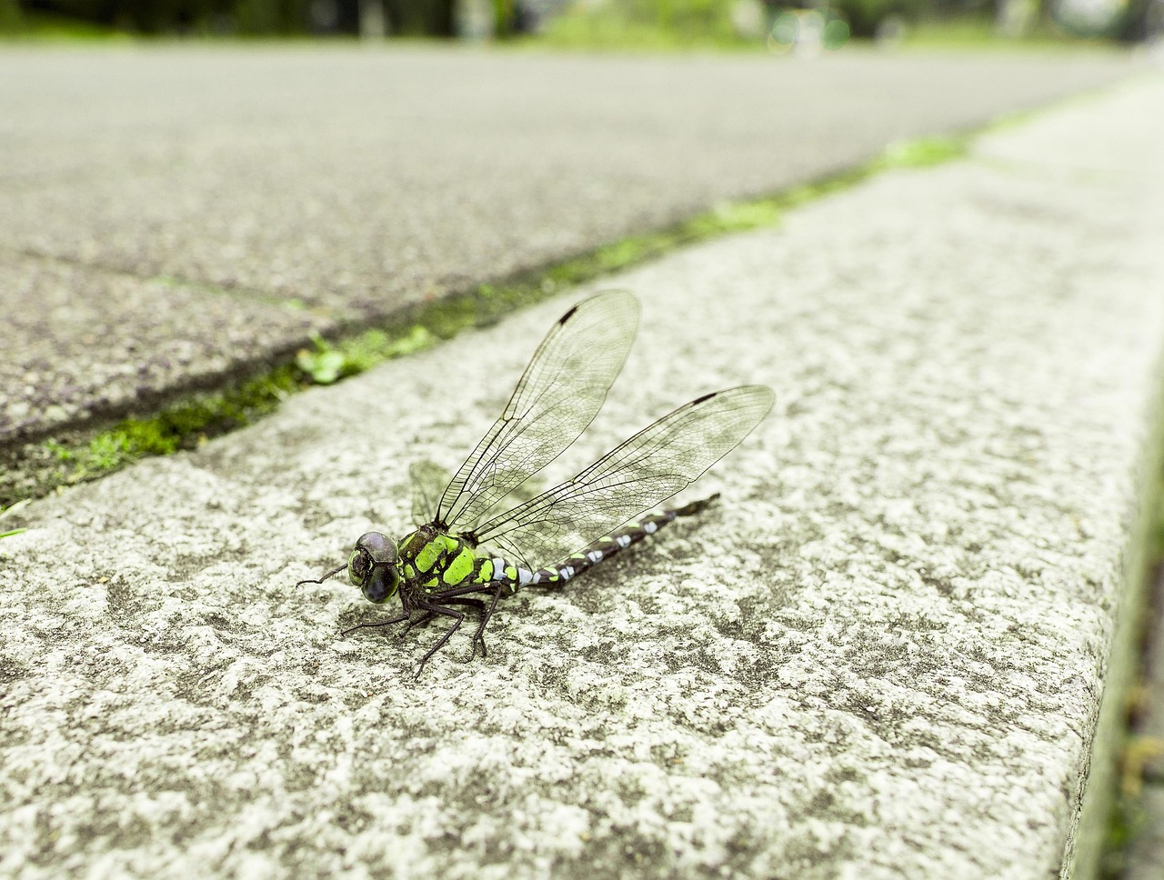 dragonfly animal wing free photo