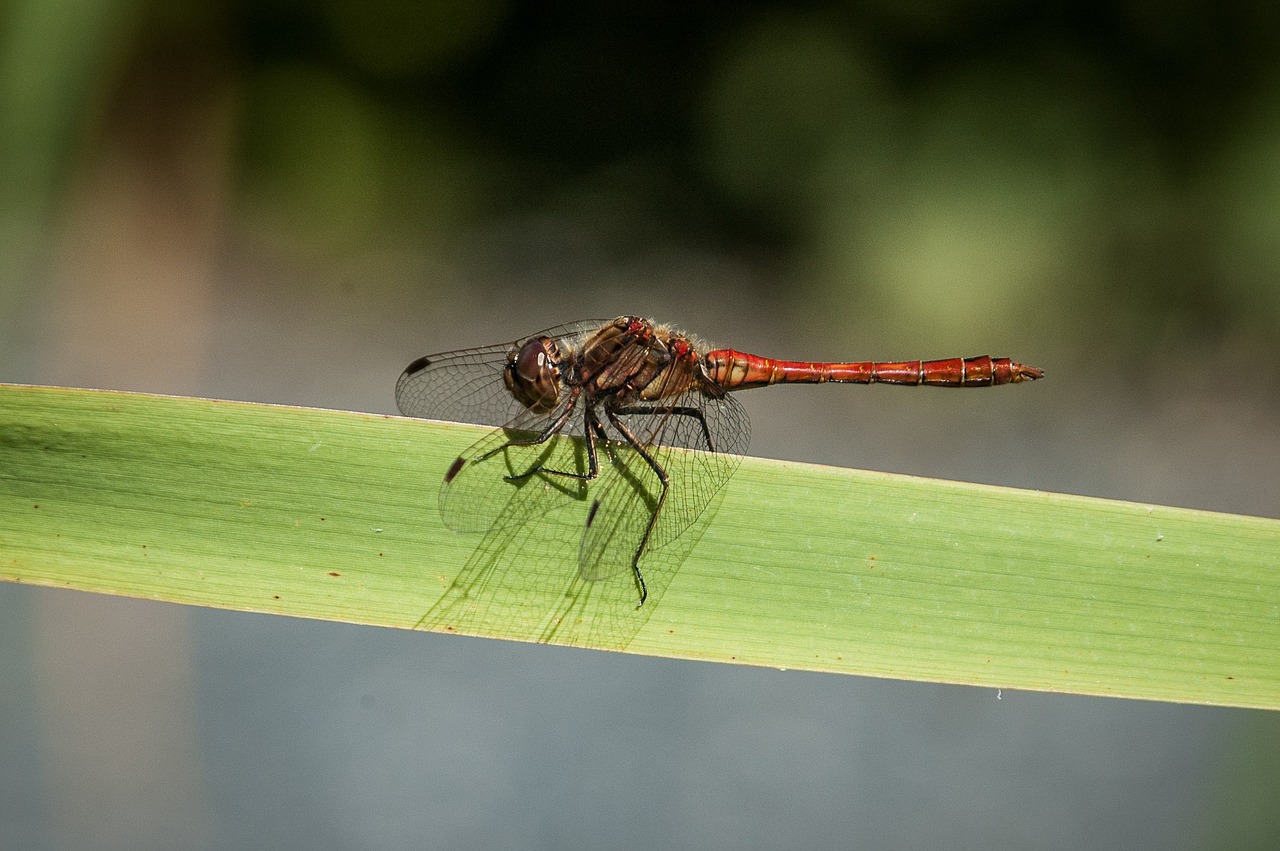 dragonfly insect nature free photo