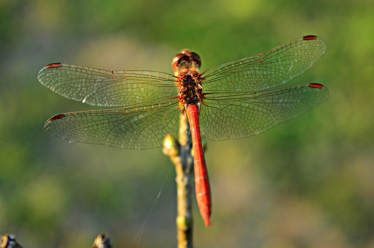 dragonfly insect nature free photo