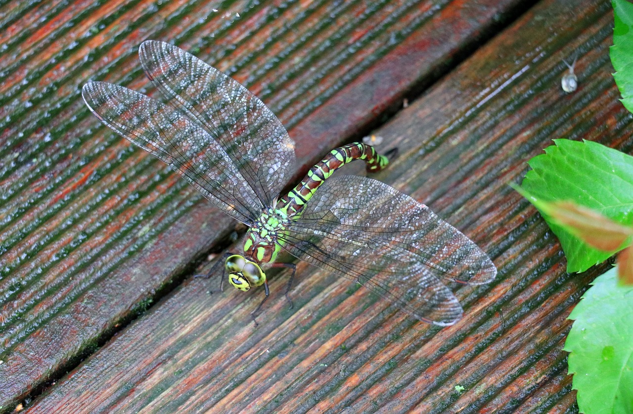 dragonfly animal insect free photo