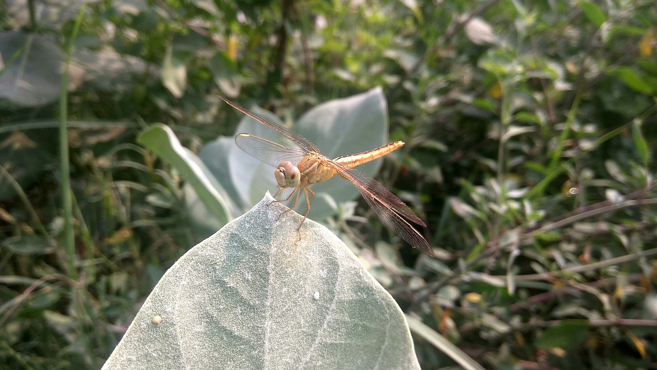 dragonfly insect arthropoda free photo