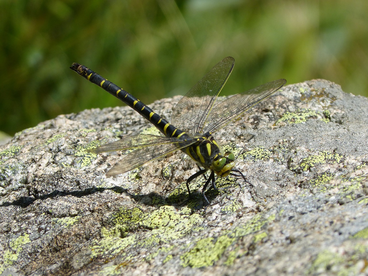 dragonfly dragonfly tiger cordulegaster boltonii free photo