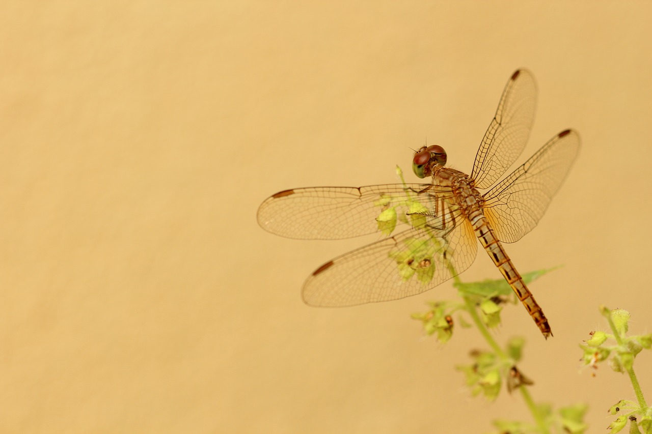 dragonfly yellow flower free photo