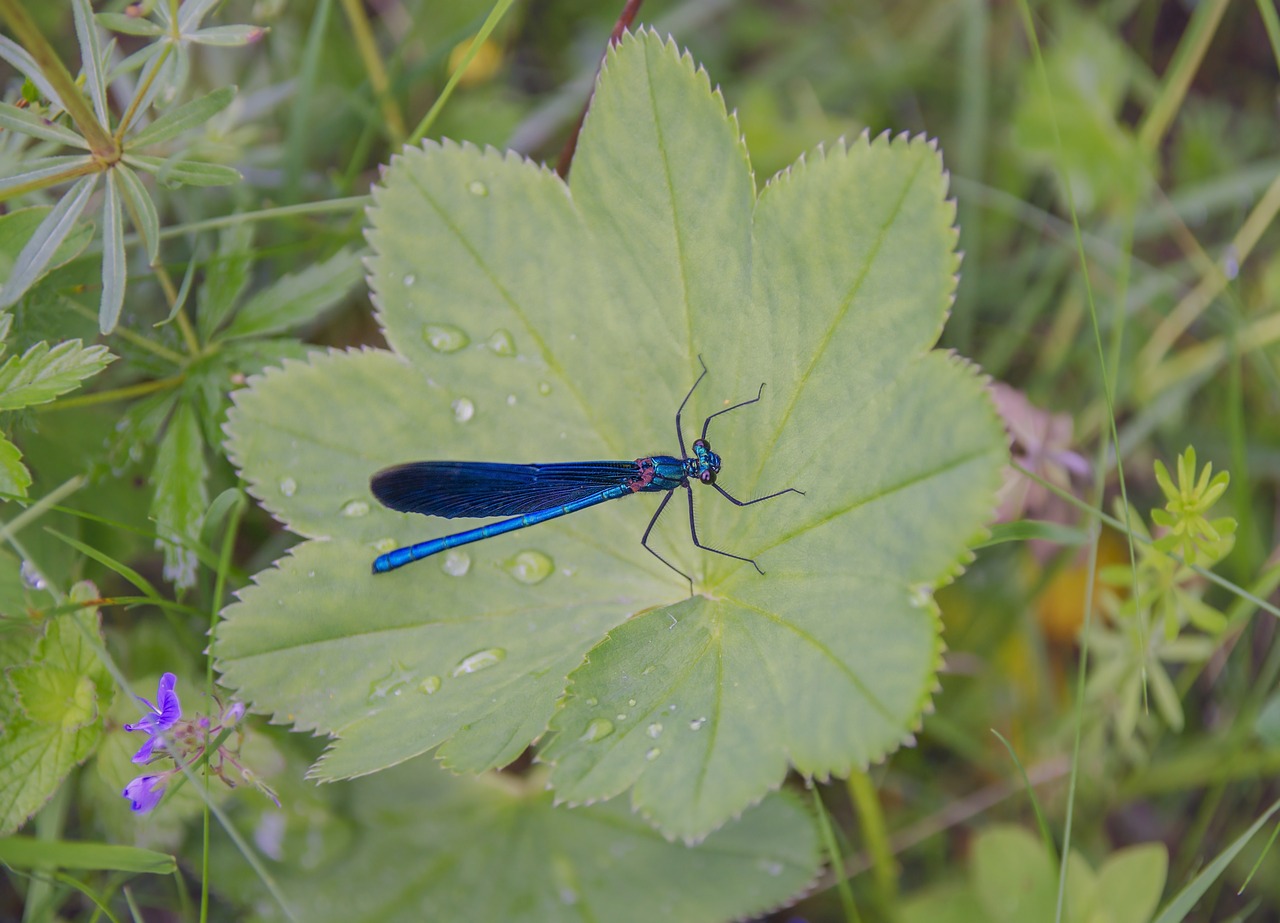 dragonfly sheet summer free photo