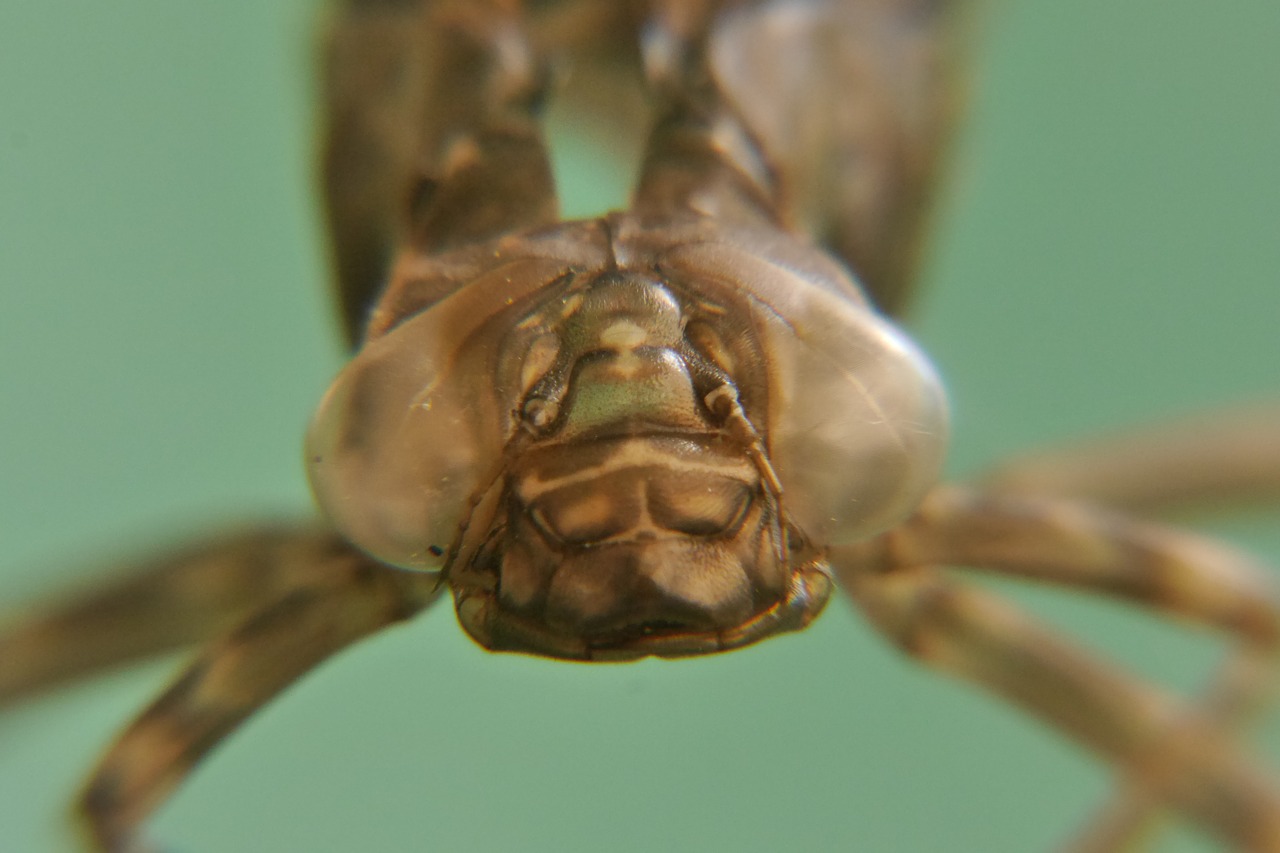 dragonfly nature animal free photo