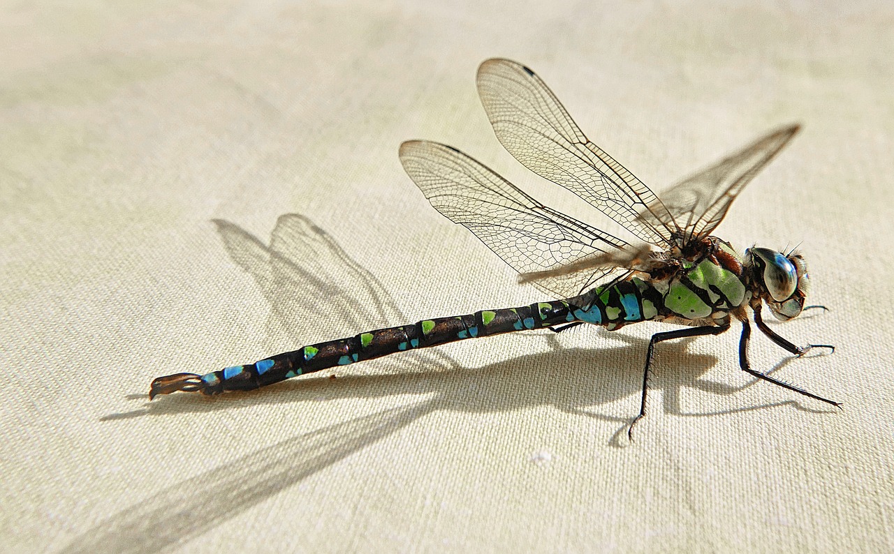 dragonfly nature animal free photo