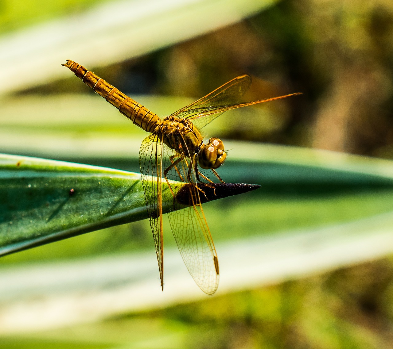 dragonfly insect animal free photo