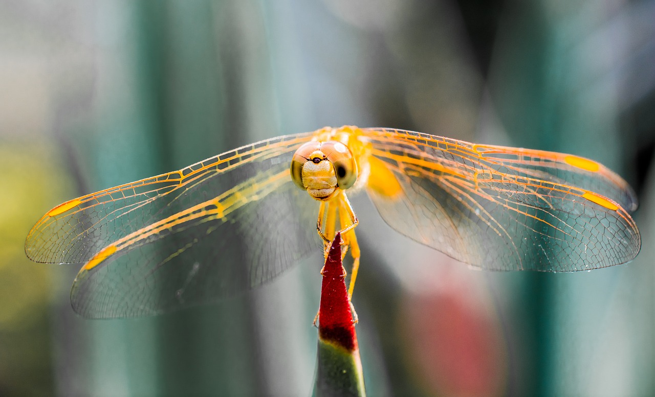 dragonfly insect animal free photo