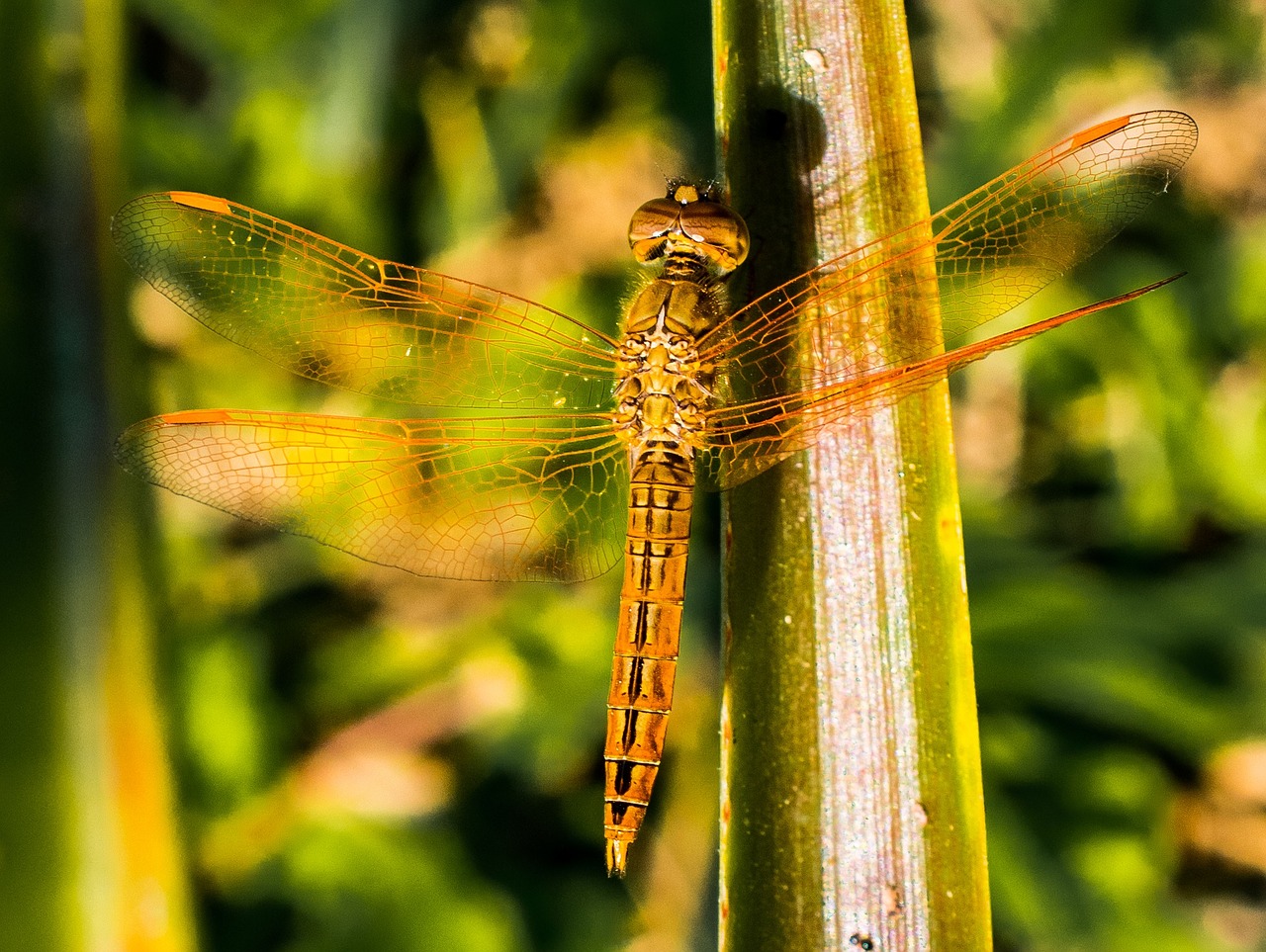 dragonfly insect animal free photo