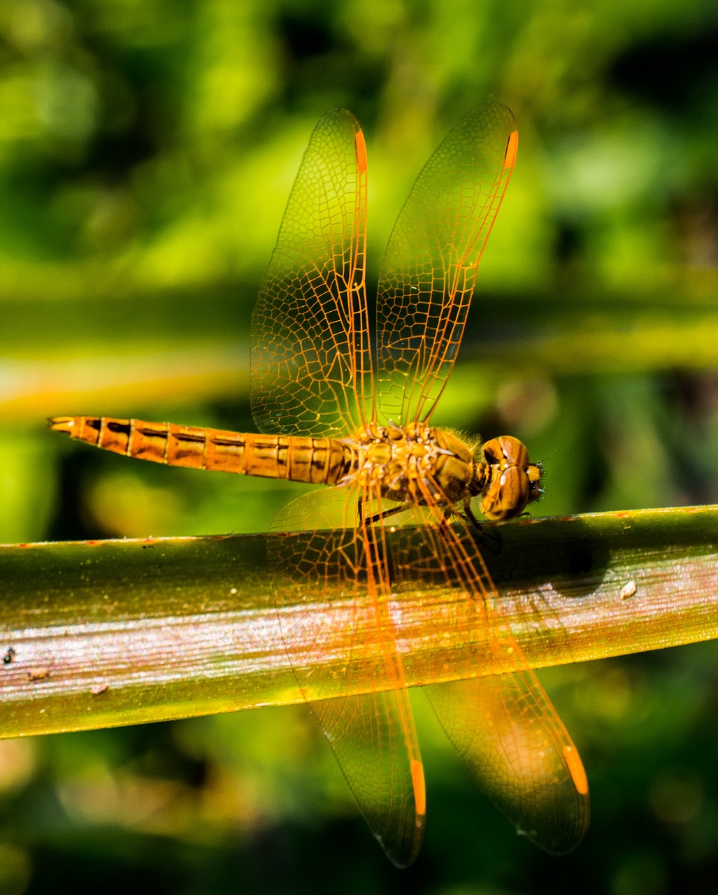 dragonfly insect animal free photo