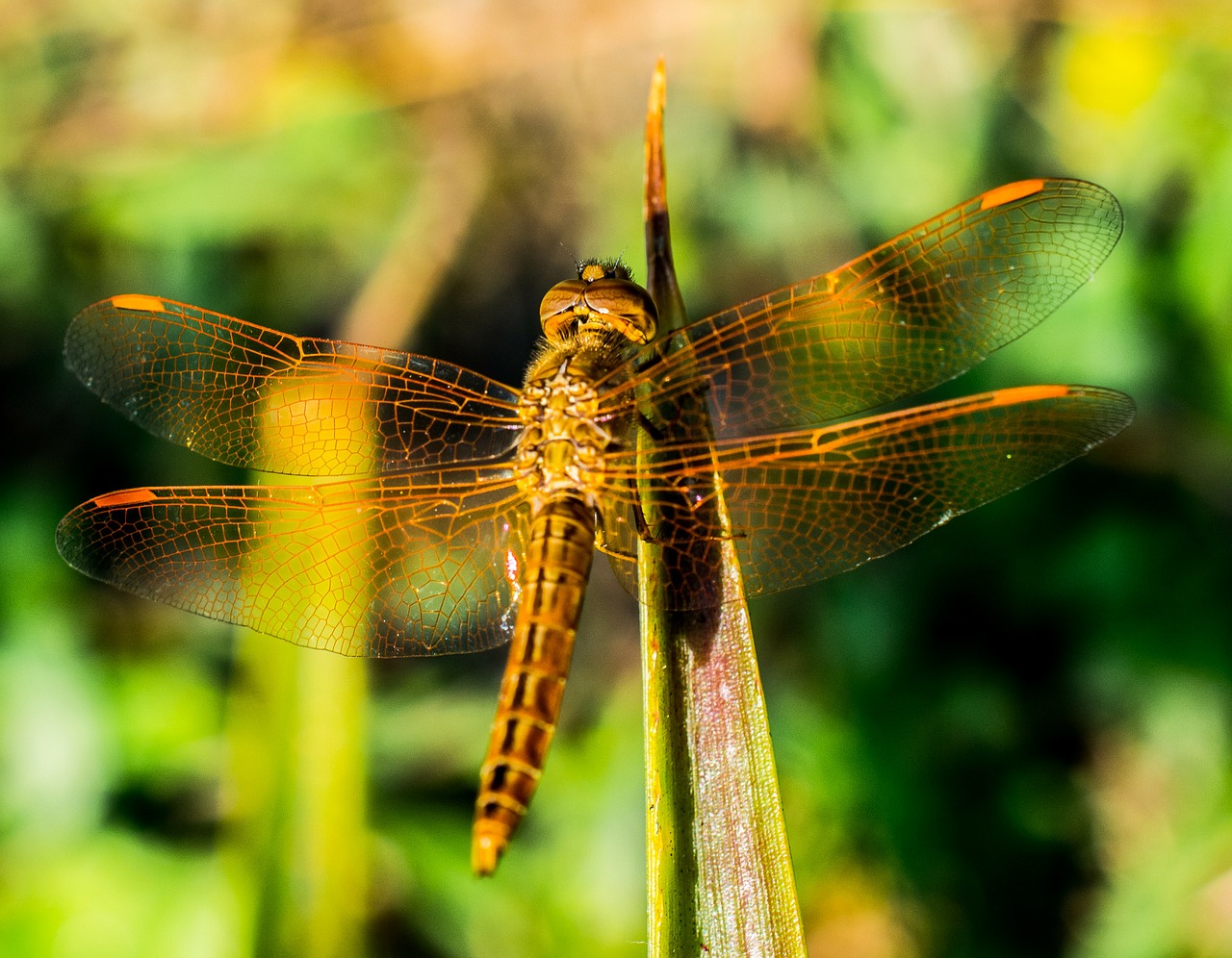 dragonfly insect animal free photo