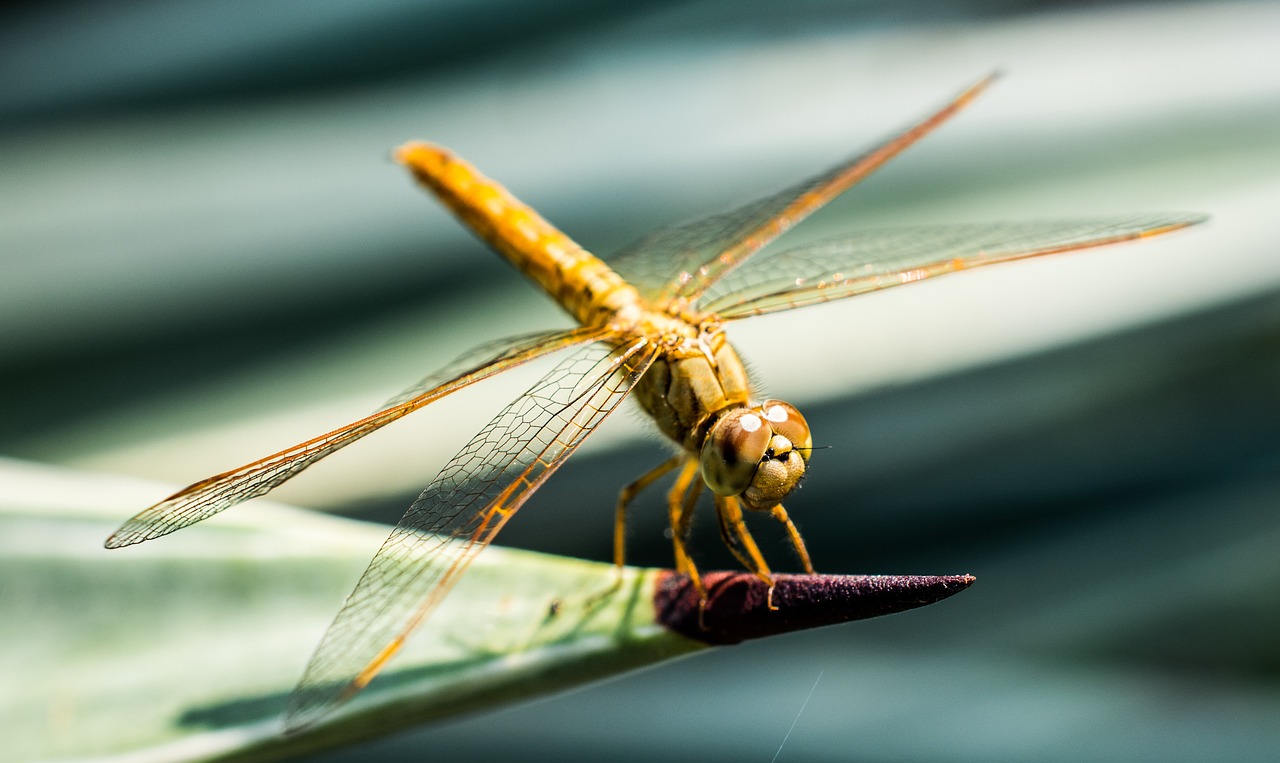 dragonfly insect animal free photo