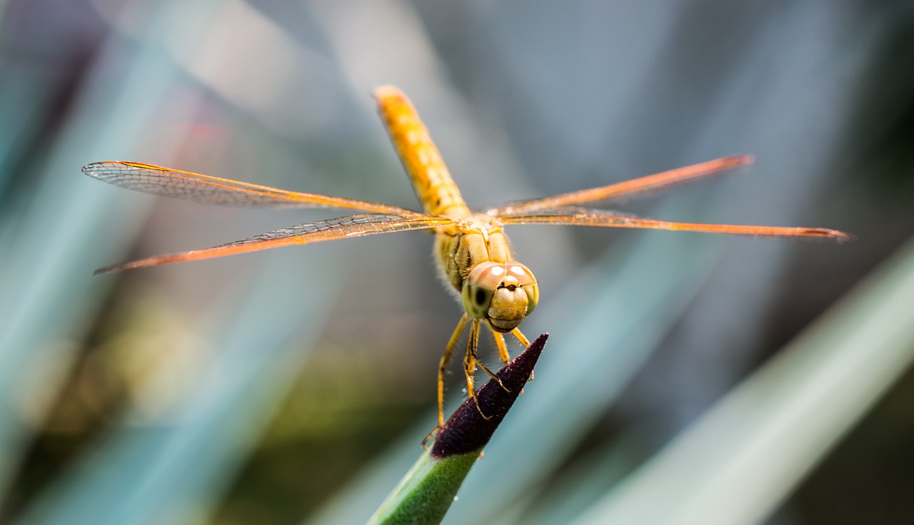 dragonfly insect animal free photo