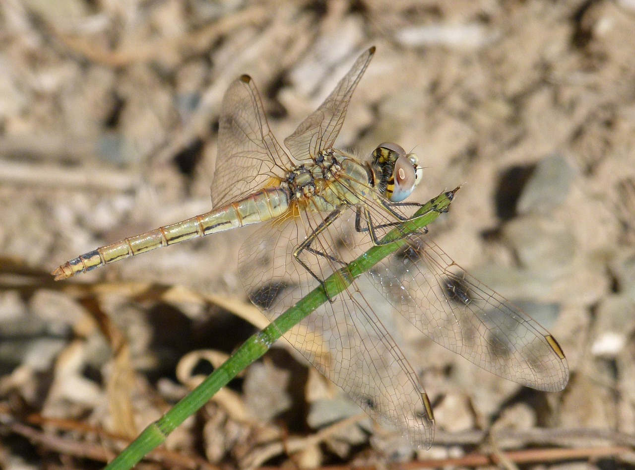 dragonfly dragonfly amrilla stem free photo