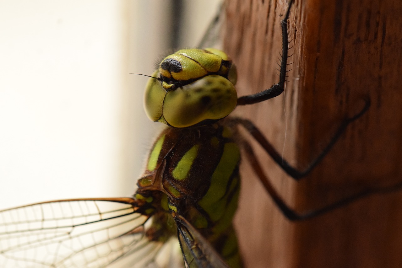 dragonfly insect macro free photo