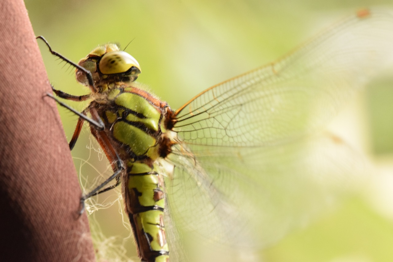 dragonfly insect nature free photo