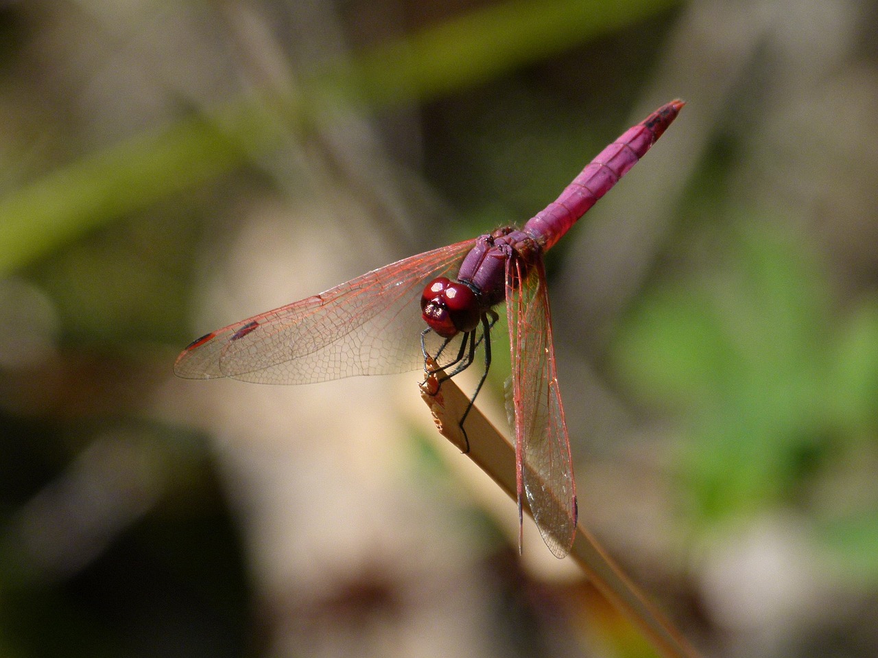 dragonfly dragonfly garnet annulata trithemis free photo