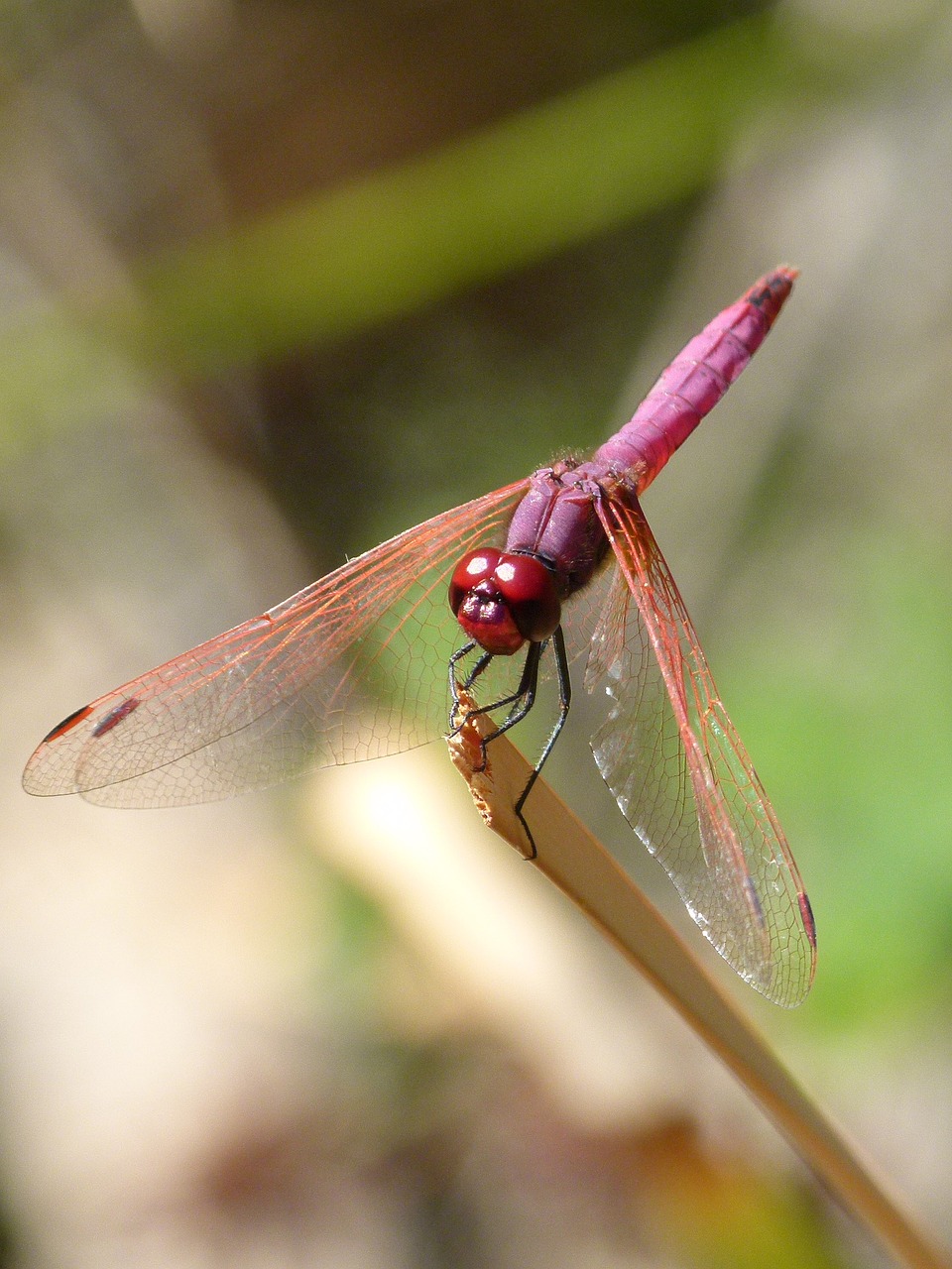 dragonfly dragonfly garnet annulata trithemis free photo