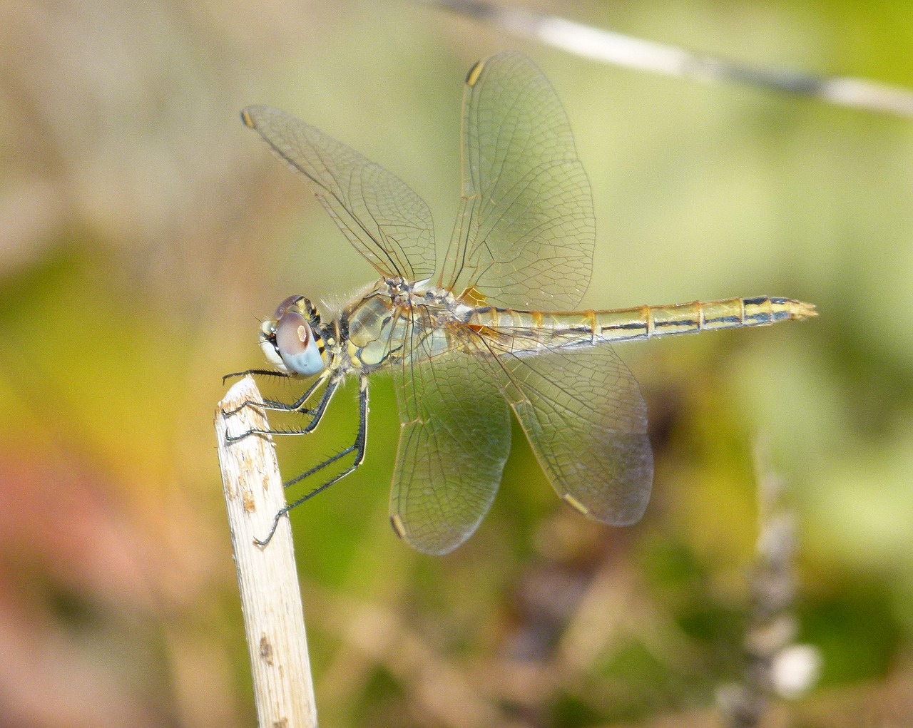 dragonfly branch yellow dragonfly free photo