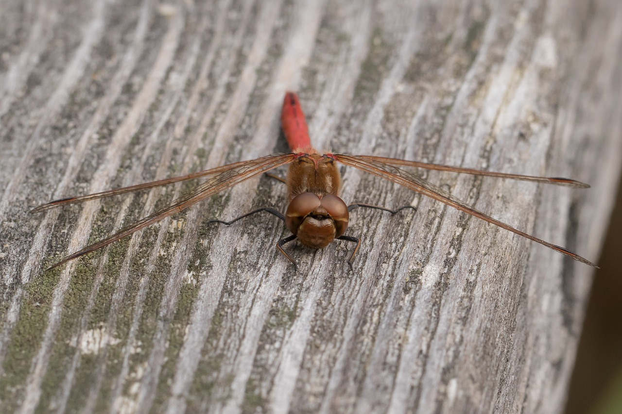 dragonfly darter sympetrum crimson heidelibelle free photo