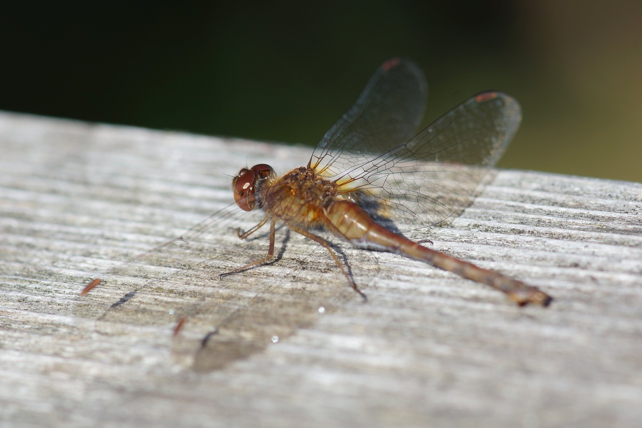 dragonfly insect wings free photo