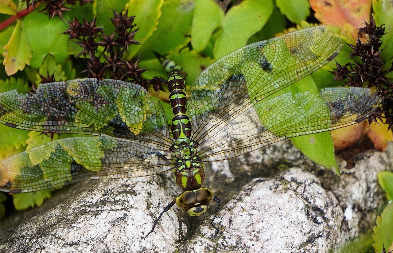 dragonfly nature garden free photo