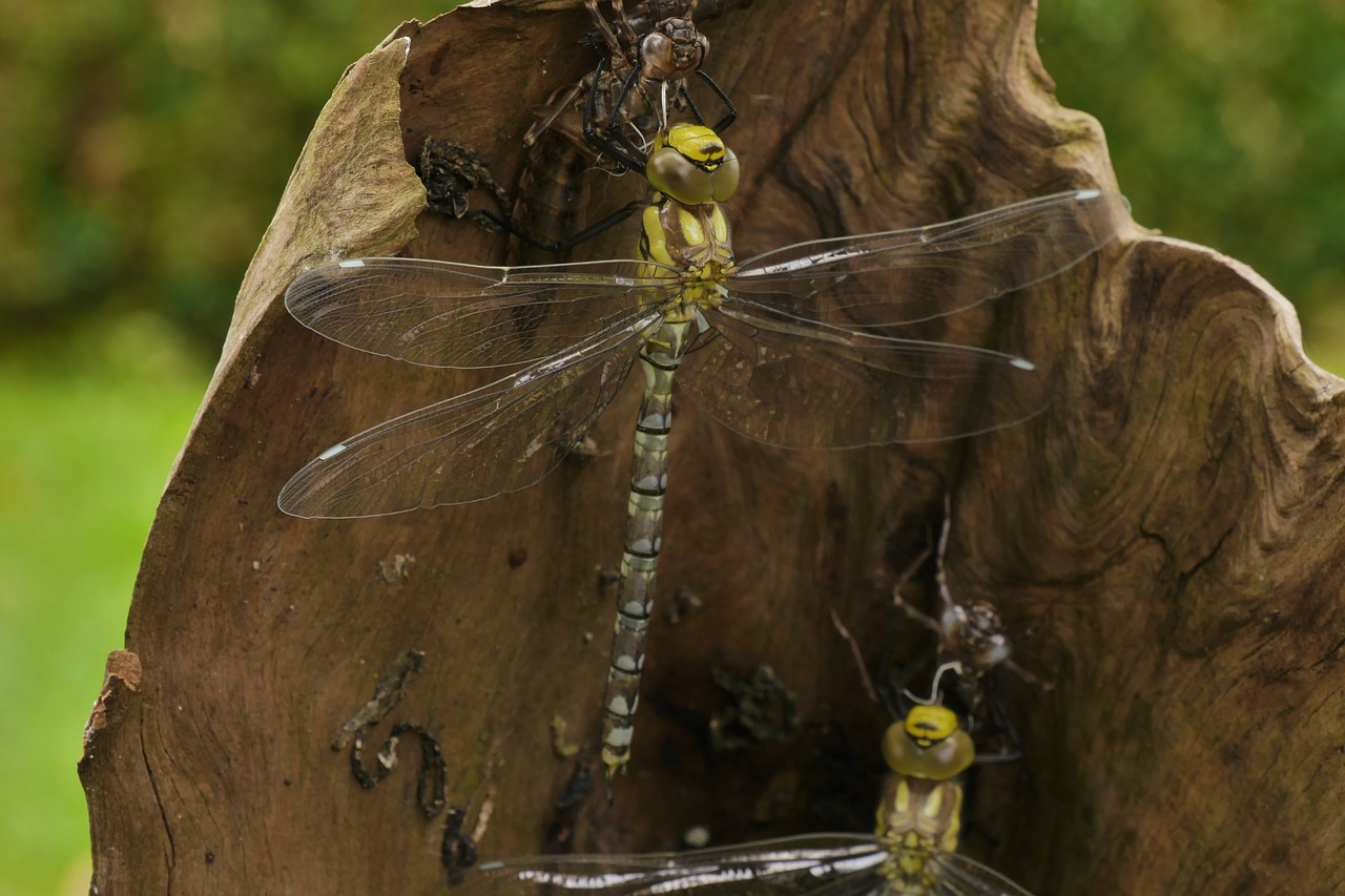 dragonfly nature garden free photo