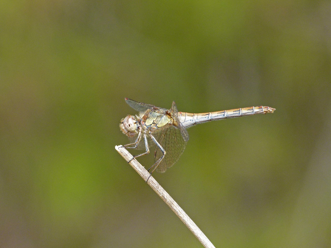 dragonfly yellow dragonfly orthetrum cancellatum free photo