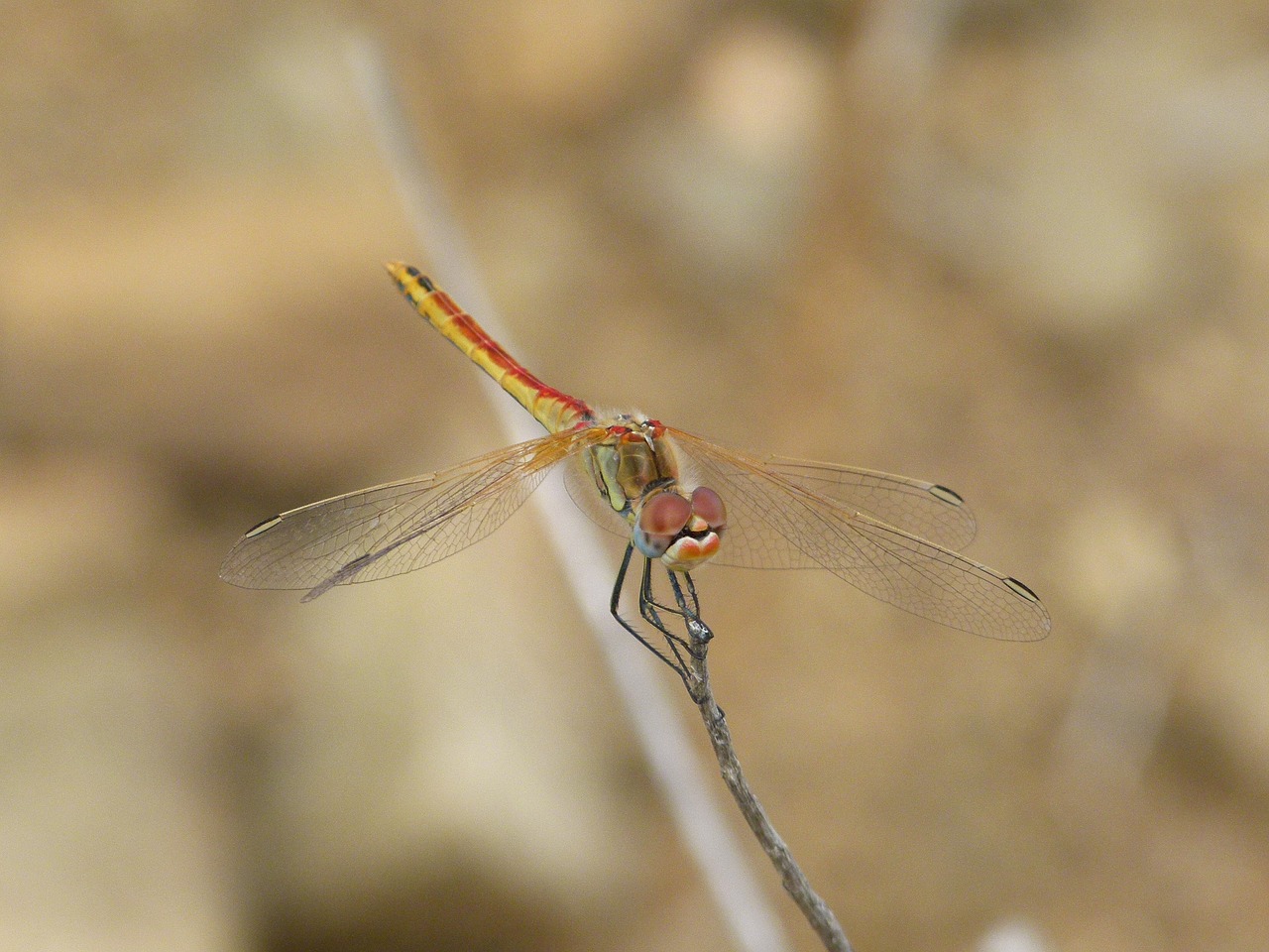 dragonfly red dragonfly branch free photo