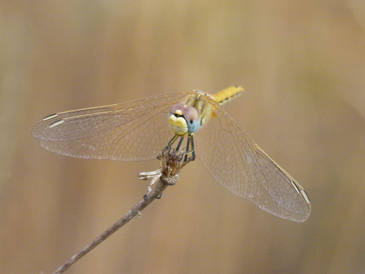 dragonfly yellow dragonfly orthetrum chrysostigma free photo