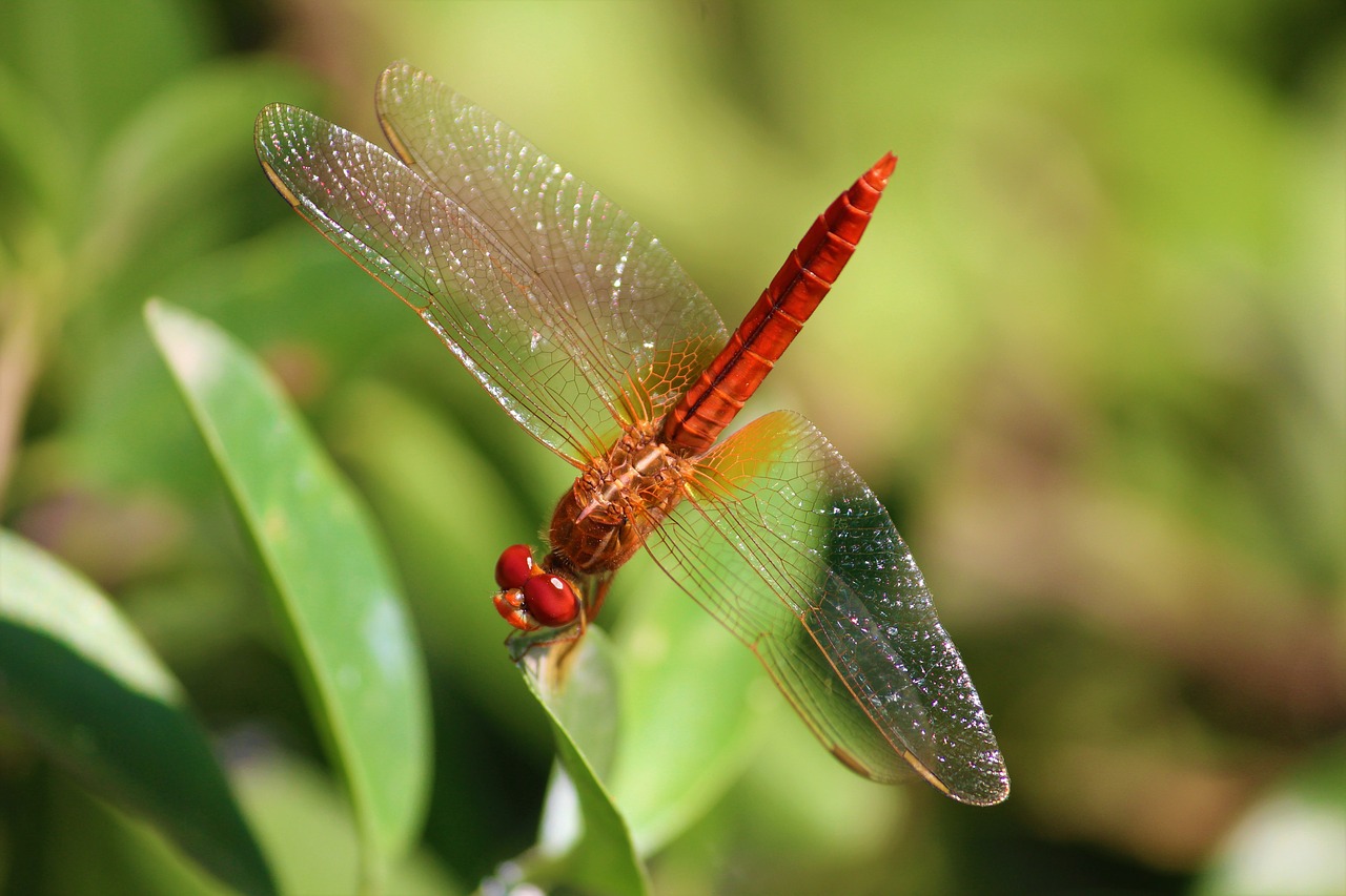 dragonfly insect arthropoda free photo