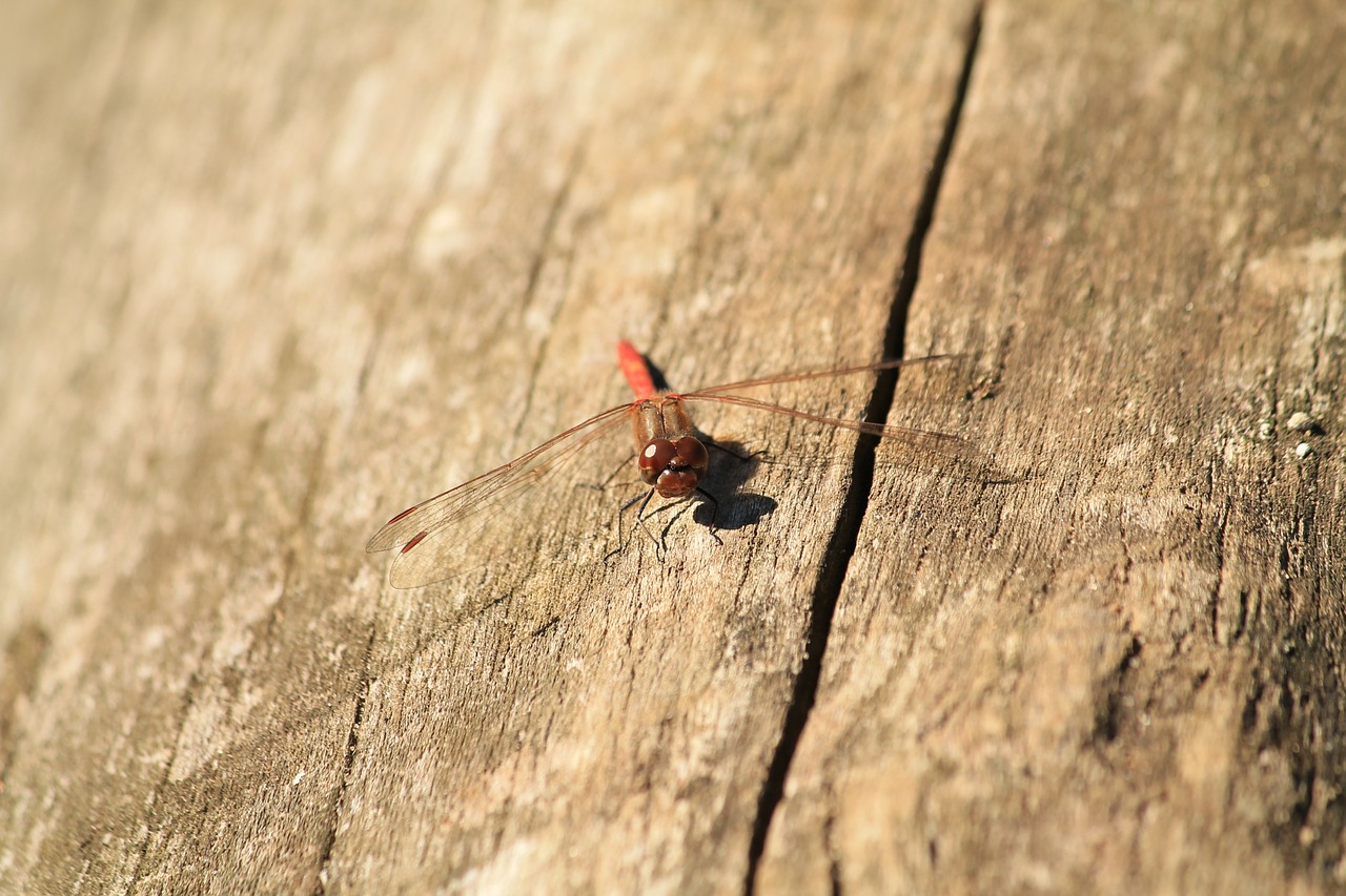 dragonfly animal wood free photo