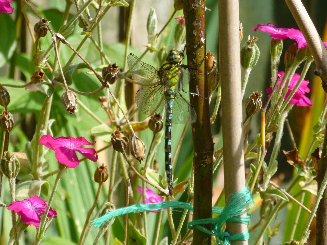 dragonfly nature garden free photo