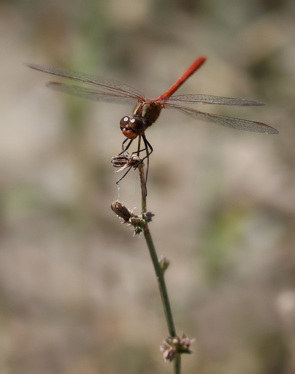 dragonfly red wings free photo