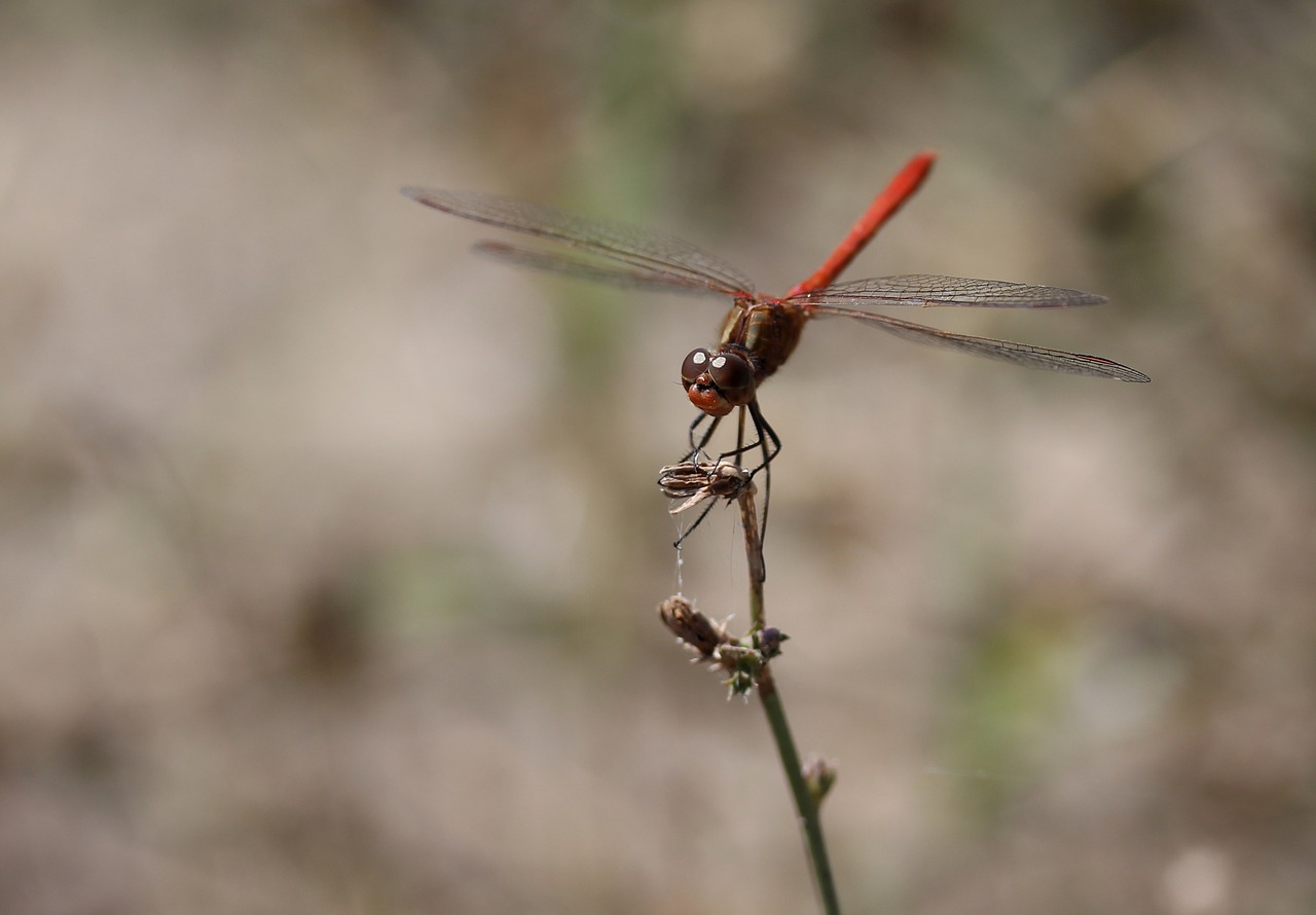 dragonfly red wings free photo