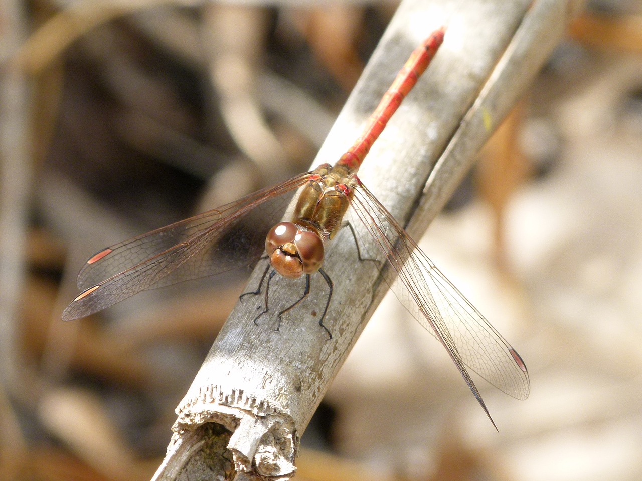 dragonfly dragonfly red american cane free photo