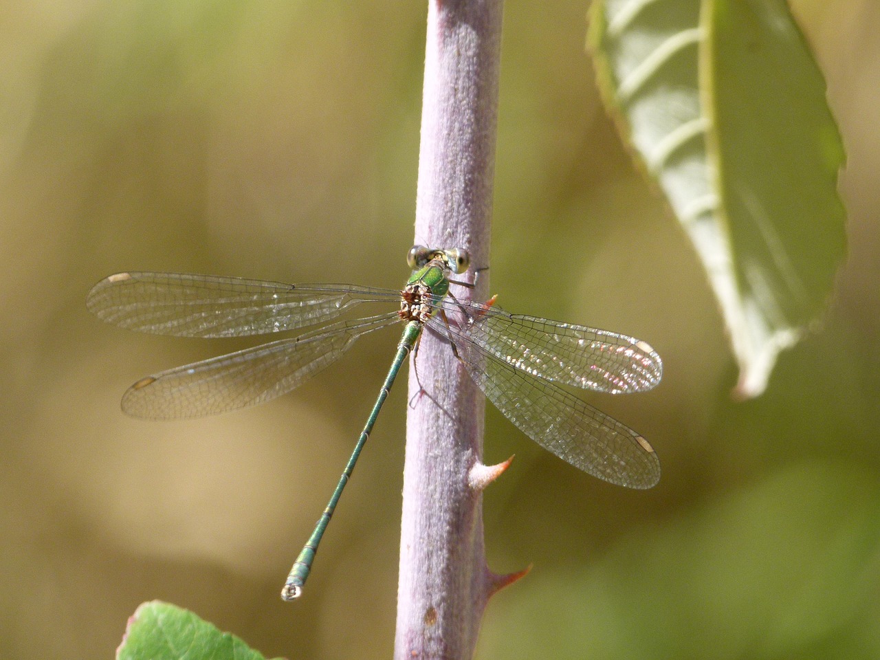 dragonfly green dragonfly shimmering free photo