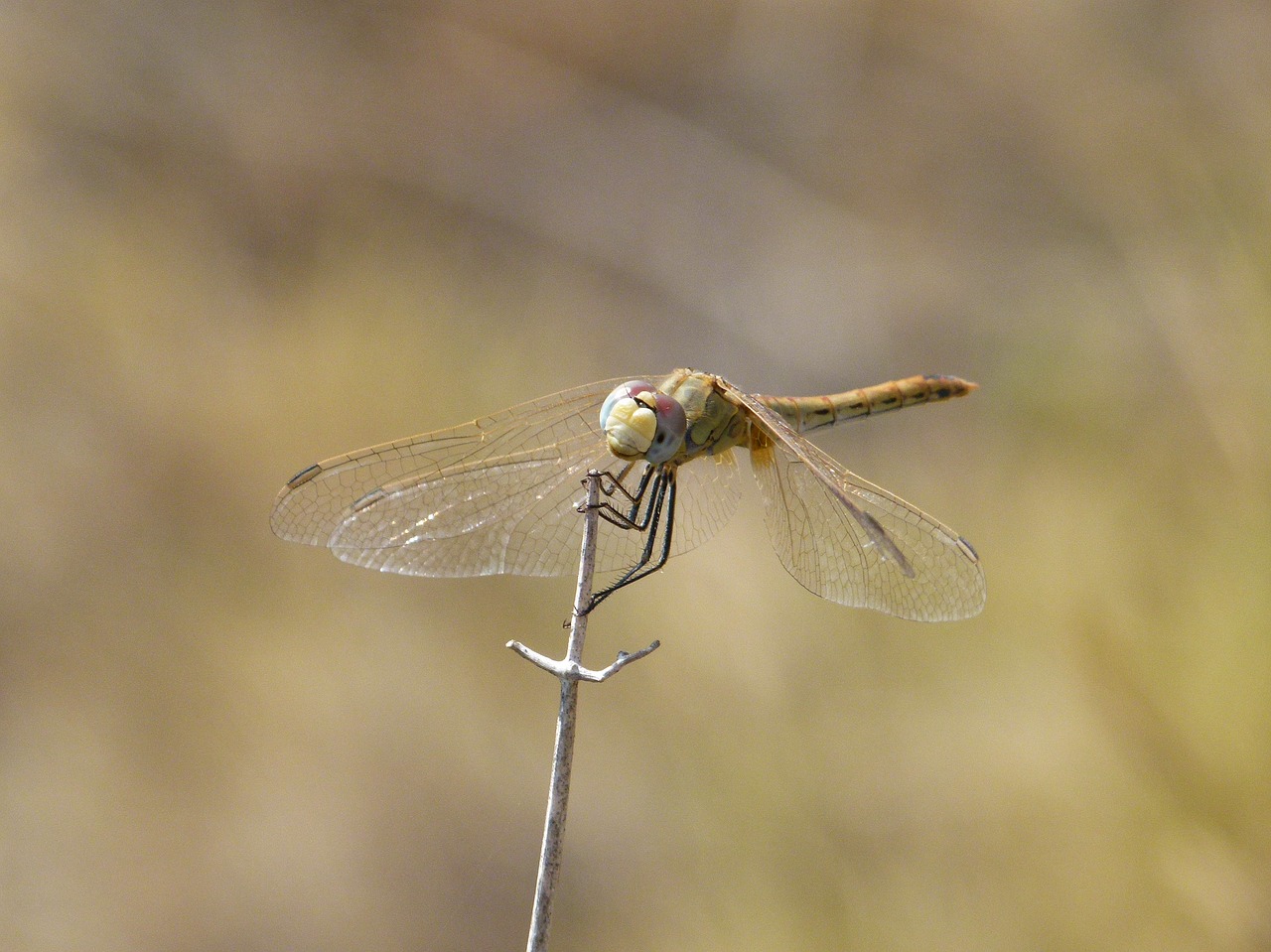 dragonfly yellow dragonfly branch free photo