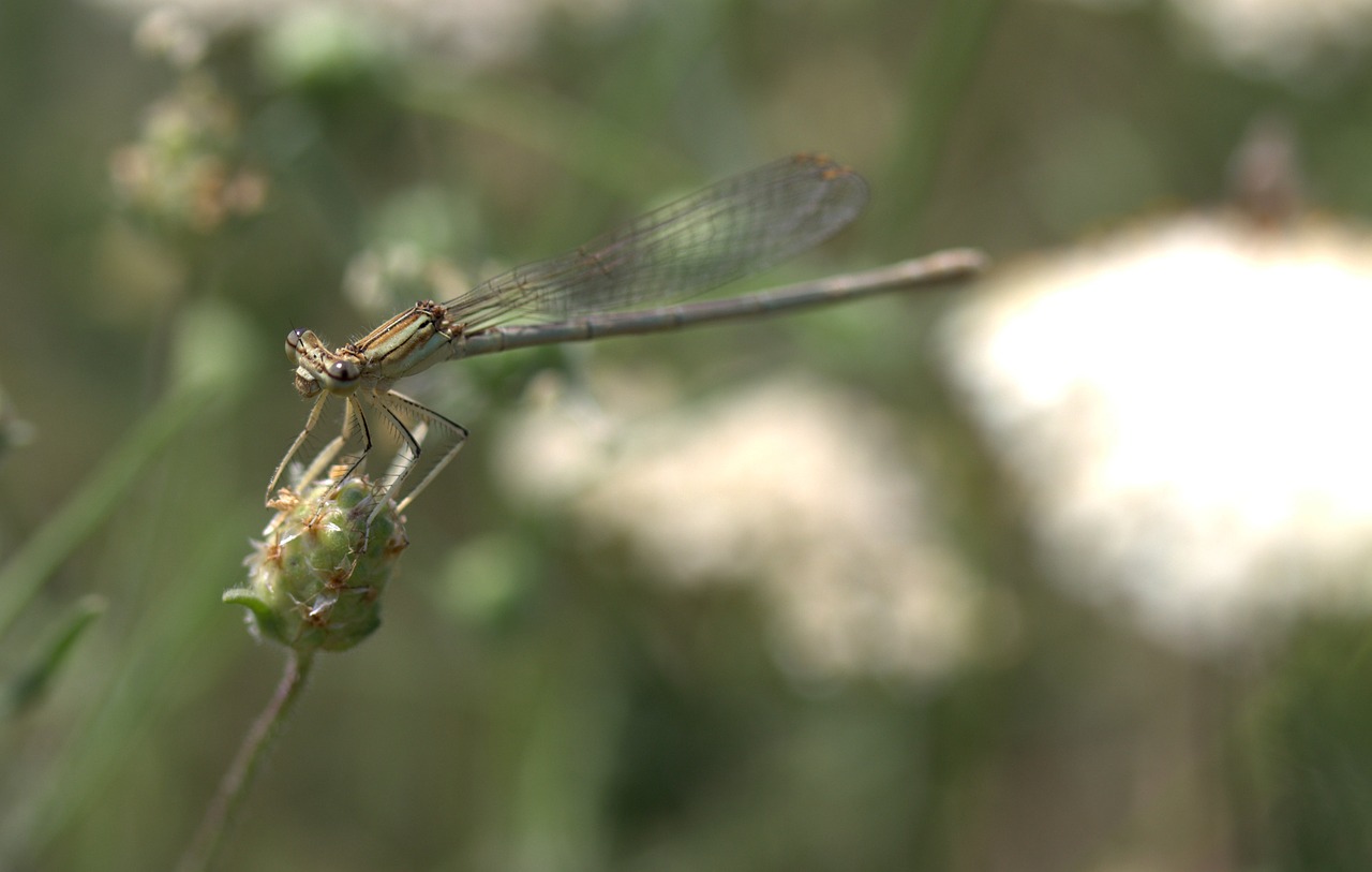 dragonfly insecta wings free photo
