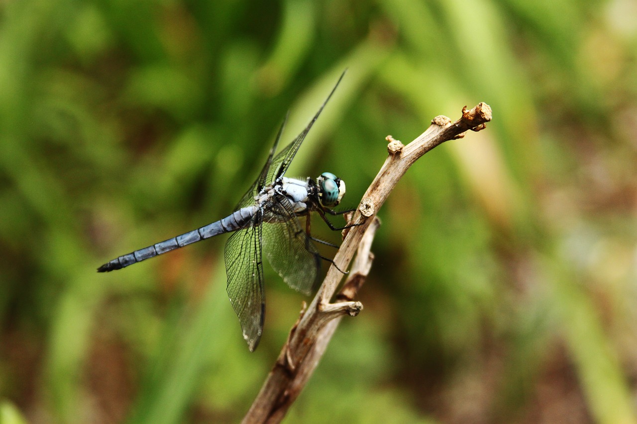 dragonfly insect wing free photo